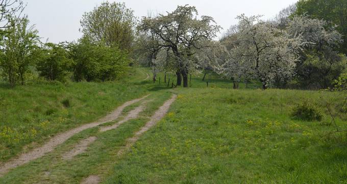 Streuostwiese, mit Obstbäumen im Hintergrund